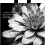 Пакет із петлевою ручкою чорно-білій 38×42 см «Жоржина»