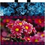 Пакеты с петлевой ручкой 38x42 «ДИАНА» (PP-00056)