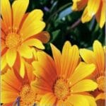 Пакети з петлевою ручкою 38x42 «ЖЕЛТАЯ ХРИЗАНТЕМА» (PP-00057)