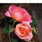 Пакеты с петлевой ручкой 30x35 «РОЗЫ» (PP-00038)