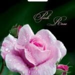 Пакет ламінований з прорізною ручкою 30х40 «ПИНК РОУЗ» (PB-00006)